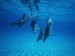 dolphins-1.jpg