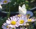 common_white_butterfly_on_sea_side_daisy.jpg